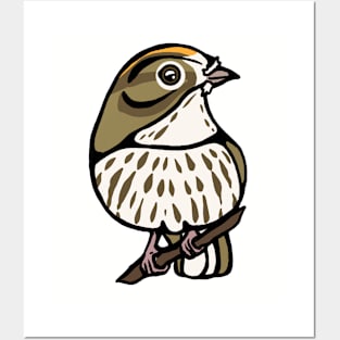 Ovenbird Graphic Posters and Art